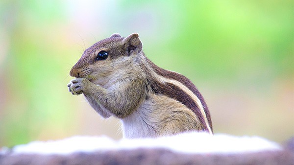 squirrel looking for and eating a nut